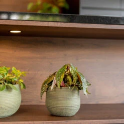 Lydia Plant Pot - Shiny Green 36 Lydia Plant Pot - Shiny Green -Garden Potted Plant Shop LydiaPlantPot ShinyGreen 6