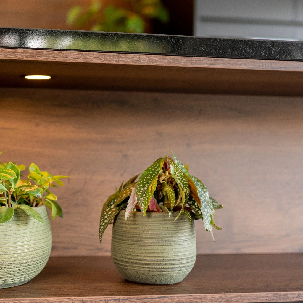 Lydia Plant Pot - Shiny Green 17 Lydia Plant Pot - Shiny Green - Image 17