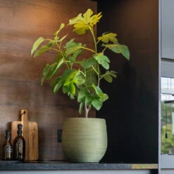 Lydia Plant Pot - Shiny Green 22 Lydia Plant Pot - Shiny Green -Garden Potted Plant Shop LydiaPlantPot ShinyGreen 8