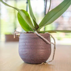 Lydia Plant Pot - Shiny Purple 26 Lydia Plant Pot - Shiny Purple -Garden Potted Plant Shop LydiaPlantPotShiny Purple 1