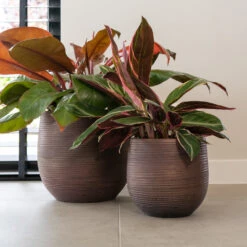 Lydia Plant Pot - Shiny Purple 23 Lydia Plant Pot - Shiny Purple -Garden Potted Plant Shop LydiaPlantPotShiny Purple 3