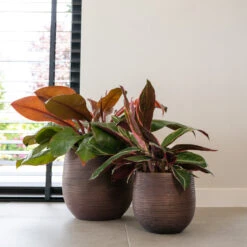 Lydia Plant Pot - Shiny Purple 39 Lydia Plant Pot - Shiny Purple -Garden Potted Plant Shop LydiaPlantPotShiny Purple 5