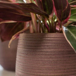 Lydia Plant Pot - Shiny Purple 32 Lydia Plant Pot - Shiny Purple -Garden Potted Plant Shop LydiaPlantPotShiny Purple 6