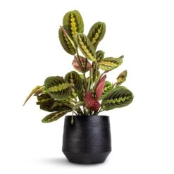 Norell Plant Pot - Black 22 Norell Plant Pot - Black -Garden Potted Plant Shop Maranta leuconeura var. erythroneura Herringbone Plant 12x35cm Norell Plant Pot Black 18x16cm