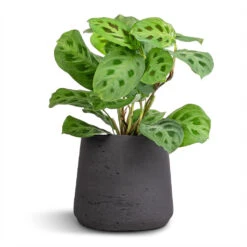 Patt Plant Pot - Black Washed -Garden Potted Plant Shop Maranta leuconeura var. kerchoveana Rabbit s Foot 12x25cm Patt Plant Pot Black Washed 17x14cm 7e1a5c08 4a8f 4ce0 8a83 b77f13d689dc
