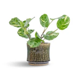 Nolan Plant Pot - Pine -Garden Potted Plant Shop Maranta leuconeura var. kerchoveana Variegated Rabbit s Foot 12x25cm Nolan Plant Pot Pine 17x15cm 7 45de311c ec2d 4c88 abbc 5147a60ed3d7
