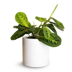 Puk Essentials Planter - Matt White -Garden Potted Plant Shop Maranta leuconeura var.erythroneura Lemon Lime 12x35cm Puk Planter Matt White 15x15cm fc18bf38 3c69 4fca b990 df9582477617