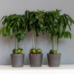 Mini Bucket Plant Pot - Black Washed -Garden Potted Plant Shop Mini Bucket Plant Pot Black Washed Houseplants