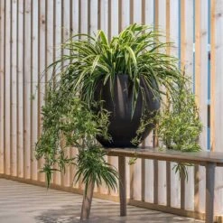 Mini Orb Kevan Plant Pot - Black Washed -Garden Potted Plant Shop Mini Orb Kevan Plant Pot Black Washed Spider Plant