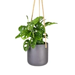 Charlie Hanging Plant Pot - Black Washed -Garden Potted Plant Shop Monstera adansonii Philodendron Monkey Mask 12x30cm Charlie Hanging Plant Pot Black Washed 15x15cm 56acb4f4 05ee 4967 9df7 1177acbc70b3