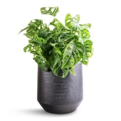 Norell Plant Pot - Black 23 Norell Plant Pot - Black -Garden Potted Plant Shop Monstera adansonii Philodendron Monkey Mask 19x50cm Norell Plant Pot Black 25x24cm bb5bbba4 6f7f 4889 9bb5 1cbe250f8a99