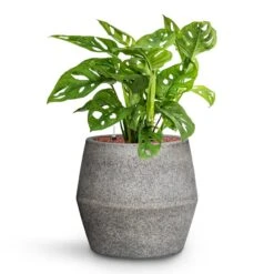 Harley Cement & Stone Plant Pot - Granite Grey -Garden Potted Plant Shop Monstera adansonii Philodendron Monkey Mask HydroCare Cement Stone Harley Plant Pot Granite Grey 53c6a442 84b2 4ab2 bef1 30b7551902c5