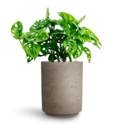 Suzi Plant Pot - Grey Washed -Garden Potted Plant Shop Monstera adansonii Philodendron Monkey Mask HydrocultureSuzi Plant Pot Grey Washed