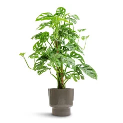 Aries Handles Plant Pot - Charcoal -Garden Potted Plant Shop Monstera adansonii Philodendron Monkey Mask Moss Pole 16x60cm Aries Handles Plant Pot Charcoal 19x20cm e5b3044e fe7b 42b2 be99 1af44f34a556