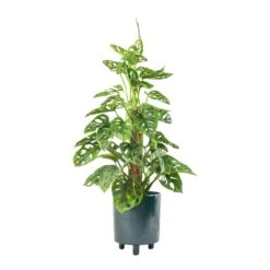 Pisa Plant Pot - Emerald -Garden Potted Plant Shop Monstera adansonii Philodendron Monkey Mask Moss Pole 16x60cm Pisa Plant Pot Emerald 20x24cm