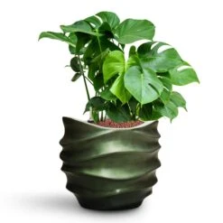 Gradient Lee Couple Planter - Matt Forest -Garden Potted Plant Shop Monstera deliciosa HydroCare Gradient Lee Couple Planter Matt Forest d3509c7c bd76 4c29 903f 43f1836bf21f