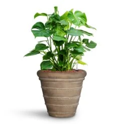 Treasure Selena Planter - Chalk Beige 12 Treasure Selena Planter - Chalk Beige -Garden Potted Plant Shop Monstera deliciosa HydroCare Treasure Selena Planter Chalk Beige 50a11016 4d83 40cf 88d7 568c5e42d6d0