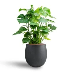 Grigio Balloon Plant Pot - Anthracite Concrete -Garden Potted Plant Shop Monstera deliciosa Hydroculture Grigio Balloon Plant Pot Anthracite Concrete 2 4856dd29 eb28 4fec 895f 67751abe7449