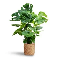 Zayn Bamboo Planter -Garden Potted Plant Shop Monstera deliciosa Hydroculture Zayn Bamboo Planter 7e1bc869 5f47 40a3 a23a cc66f565b733
