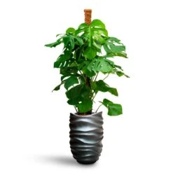 Gradient Lee Partner Planter - Matt Grey 6 Gradient Lee Partner Planter - Matt Grey -Garden Potted Plant Shop Monstera deliciosa Moss Pole Hydroculture Gradient Lee Partner Planter Matt Grey