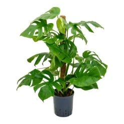 Monstera Deliciosa - Moss Pole - HydroCare -Garden Potted Plant Shop Monstera deliciosa Moss Pole Indoor Plant Hydroculture 18 19x90cm
