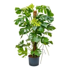 Monstera Deliciosa - Moss Pole - HydroCare -Garden Potted Plant Shop Monstera deliciosa Moss Pole Indoor Plant Hydroculture 25 19x130cm