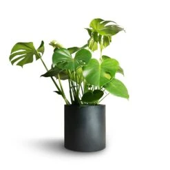 Puk Natural Planter - Matt Black 11 Puk Natural Planter - Matt Black -Garden Potted Plant Shop Monstera deliciosa Swiss Cheese Plant 21x70cm Puk Natural Planter Matt Black 25x25cm