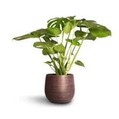 Lydia Plant Pot - Shiny Purple 24 Lydia Plant Pot - Shiny Purple -Garden Potted Plant Shop Monstera deliciosa Swiss Cheese Plant 21x80cm Lydia Plant Pot Shiny Purple 26x26cm