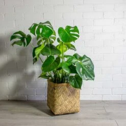 Kobe Bamboo Planter -Garden Potted Plant Shop Monstera deliciosa Swiss Cheese Plant Kobe Bamboo Planter 6a2e9ebb 737e 4d33 8b5d fd369e254c1f