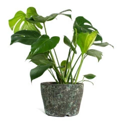 Lava Couple Straight Relic Planter - Jade -Garden Potted Plant Shop Monstera deliciosa Swiss Cheese Plant Lava Couple Straight Relic Planter Jade