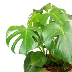 Monstera Deliciosa - Moss Pole - HydroCare -Garden Potted Plant Shop Monstera deliciosa Swiss Cheese Plant Leaves b8e99950 1f87 4732 936f d5030097bfc4