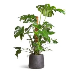 Patt Plant Pot - Black Washed -Garden Potted Plant Shop Monstera deliciosa Swiss Cheese Plant Moss Pole 27x120cm Patt Plant Pot Black Washed 34x29cm ab2149e8 7db8 44c9 98fb c2395be54661
