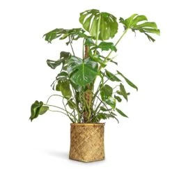 Zayn Bamboo Planter -Garden Potted Plant Shop Monstera deliciosa Swiss Cheese Plant Moss Pole 27x120cm Zayn Bamboo Planter 31.5x33cm 2 6aa9c1a4 6f08 459e adc3 1adbcb94801e