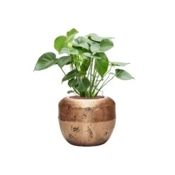 Opus Raw Couple Planter - Gold -Garden Potted Plant Shop Monsteradeliciosa Hydroculture OpusRawCouplePlanter Gold