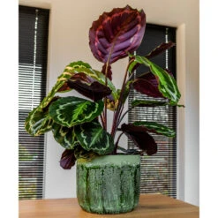 Moon Plant Pot - Jungle -Garden Potted Plant Shop MoonPlantPotJungle 1