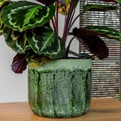 Moon Plant Pot - Jungle -Garden Potted Plant Shop MoonPlantPotJungle 2