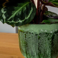 Moon Plant Pot - Jungle -Garden Potted Plant Shop MoonPlantPotJungle 3