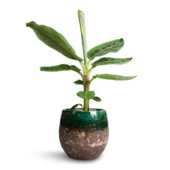 Lindy Plant Pot - Black Green -Garden Potted Plant Shop Musa Dwarf Cavendish Banana Plant 17x60cm Lindy Plant Pot Black Green 23x20cm 2b6dc9c7 ee31 433a 8426 67d83d693d61