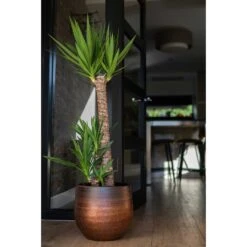 Mya Plant Pot - Shiny Mocha -Garden Potted Plant Shop Mya Plant Pot Shiny Mocha Yucca Houseplant