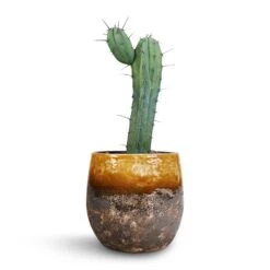 Lindy Plant Pot - Ochre -Garden Potted Plant Shop Myrtillocactus Geometrizans Blue Myrtle Cactus Lindy Plant Pot Ochre 23x20cm 3110c197 69a7 46c5 ac4e 4f3dee118d6e