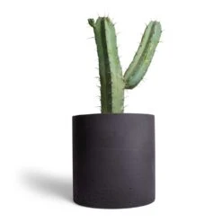 Puk Plant Pot - Black Washed 22 Puk Plant Pot - Black Washed -Garden Potted Plant Shop Myrtillocactus geometrizans Blue Myrtle Cactus 17x50cm Puk Plant Pot Black Washed 25x25cm 1559f7f3 af2f 4222 8eaa 521daa724c38