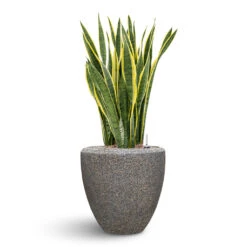 Naturescast Couple Planter - Grey 9 Naturescast Couple Planter - Grey -Garden Potted Plant Shop Naturescast Couple Planter Grey Sanseveria