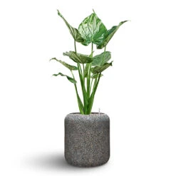 Naturescast Cylinder Planter - Grey -Garden Potted Plant Shop Naturescast Cylinder Planter Alocasia