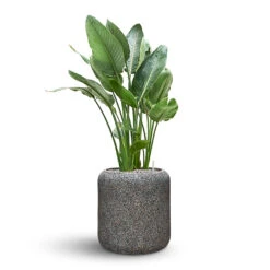 Naturescast Cylinder Planter - Grey -Garden Potted Plant Shop Naturescast Cylinder Planter Strelitzia