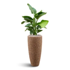 Naturescast Partner Planter - Natural -Garden Potted Plant Shop Naturescast Partner Planter strelitzia