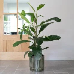 Nella Plant Pot - Forest 25 Nella Plant Pot - Forest -Garden Potted Plant Shop Nella Forest 7