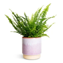 Copenhagen Plant Pot - Pink -Garden Potted Plant Shop Nephrolepis exaltata Bostoniensis Boston Fern 12x30cm Copenhagen Plant Pot Pink 15.5x16cm