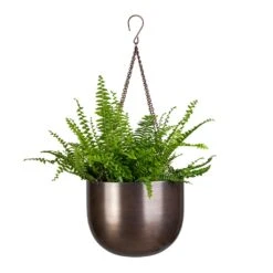 Mayfair Hanging Plant Pot - Mocha -Garden Potted Plant Shop Nephrolepis exaltata Bostoniensis Boston Fern 12x30cm Mayfair Hanging Plant Pot Mocha 21x16cm