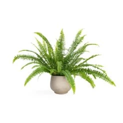 Mini Pixie Plant Pot - Grey Washed -Garden Potted Plant Shop Nephrolepis exaltata Bostoniensis Boston Fern 12x30cm Mini Pixie Plant Pot Grey Washed 18x15cm 217724f0 fc08 40a8 8e79 9f7a90ab5f06