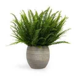 Dex Plant Pot - Earth -Garden Potted Plant Shop Nephrolepis exaltata Bostoniensis Boston Fern 17x40cm Dex Plant Pot Earth 22x20cm